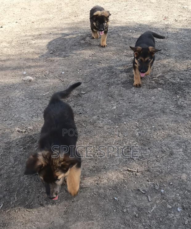1-3 months Male Purebred German Shepherd - thumbnail 9