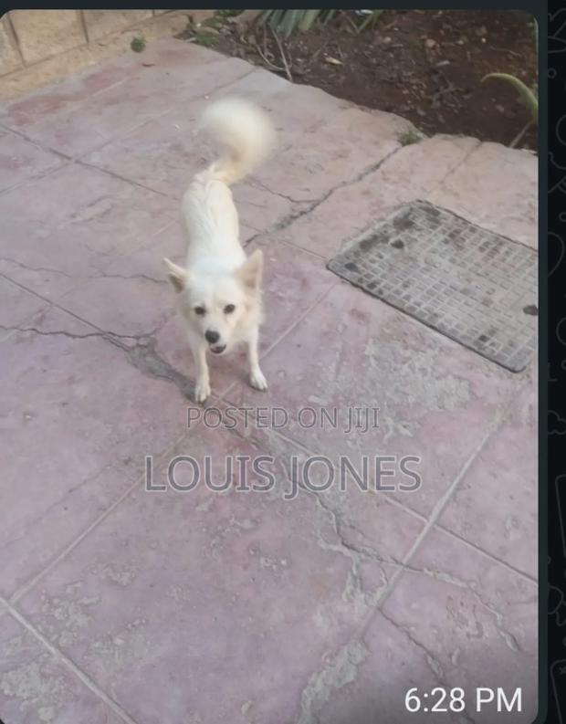 1-3 months Male Purebred Japanese Spitz - thumbnail 7