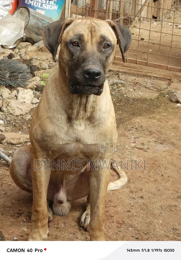 1+ year Male Purebred Boerboel