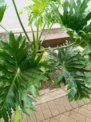 Selling Types of Flowers and Landscaping