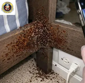 Pest Control Solution