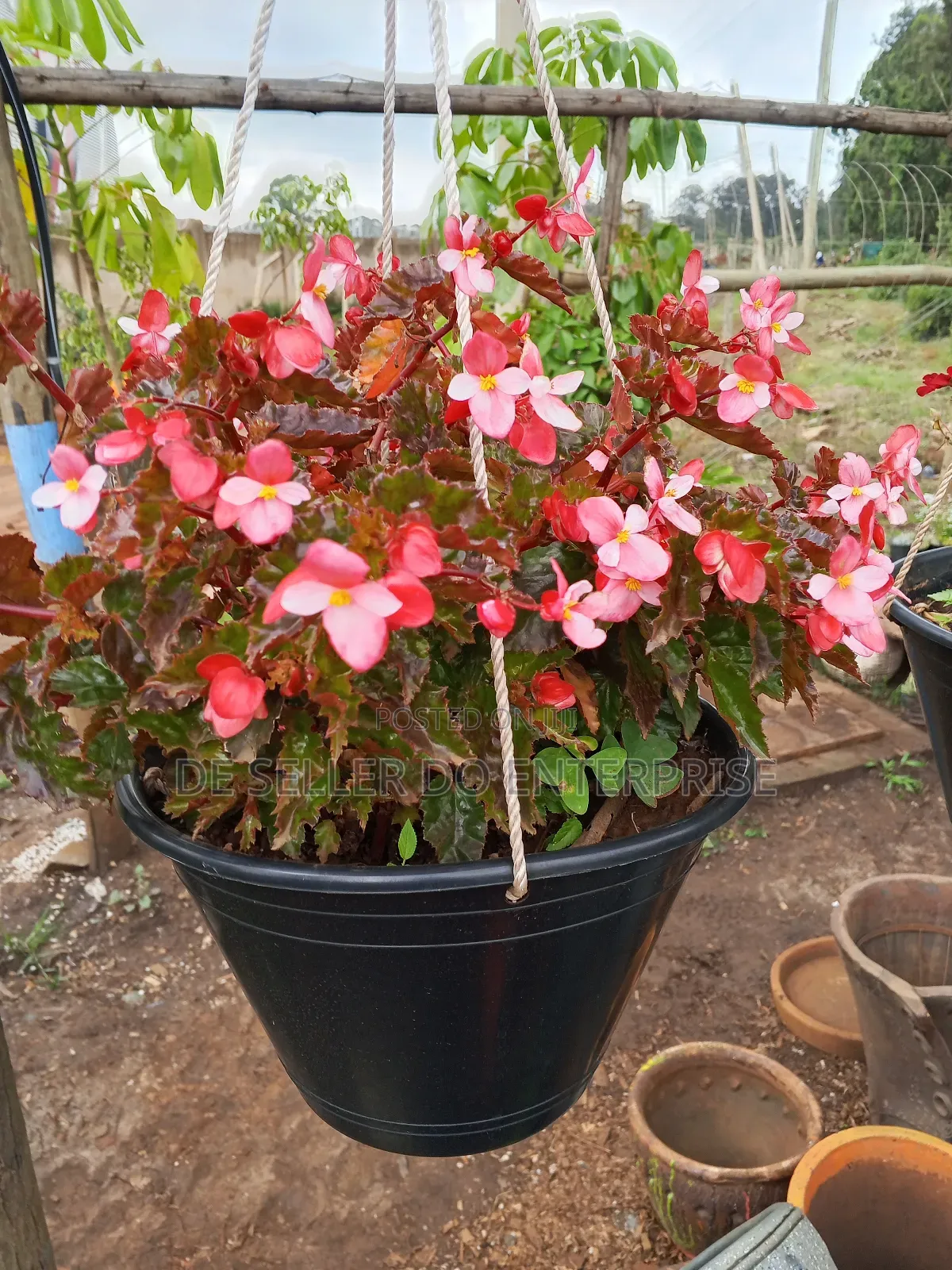 Home Beauty Flowers