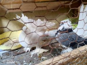 Fantail Pigeon