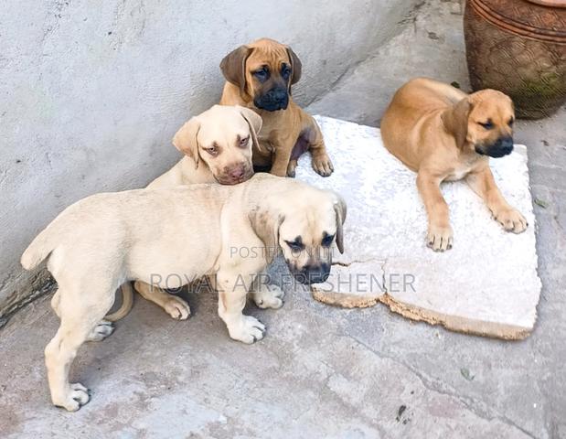 1-3 months Female Purebred Boerboel