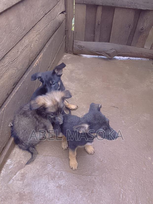 1-3 months Male Purebred German Shepherd