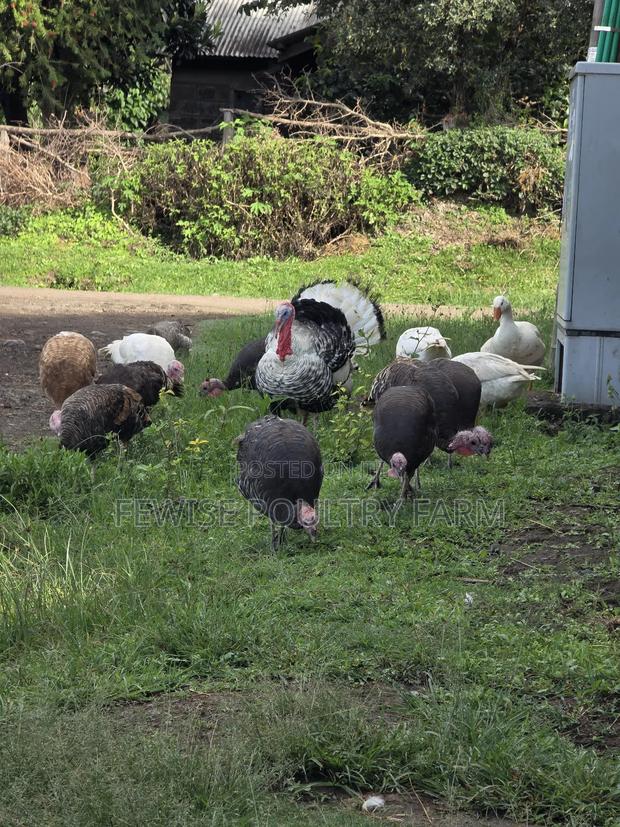 Kienyeji Chickens - thumbnail 4
