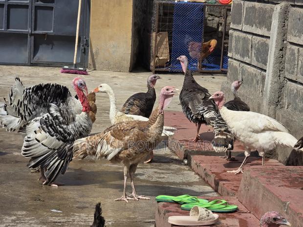 Kienyeji Chickens - thumbnail 5