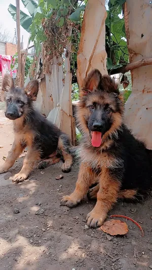 1-3 months Male Purebred German Shepherd