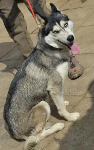 1+ year Male Purebred Siberian Husky