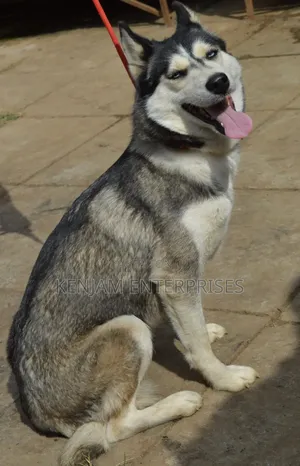 1+ year Female Purebred Siberian Husky