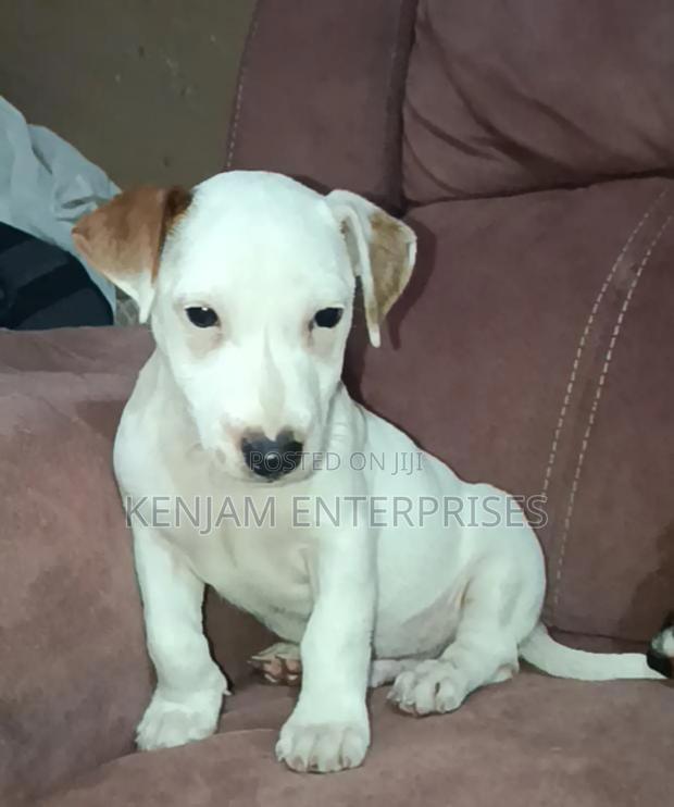 1-3 months Female Purebred Jack Russell Terrier