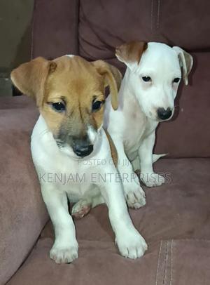 1-3 months Male Purebred Jack Russell Terrier - thumbnail 2