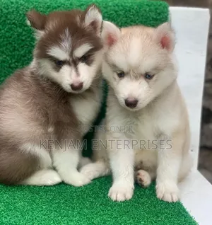 1-3 months Male Purebred Siberian Husky