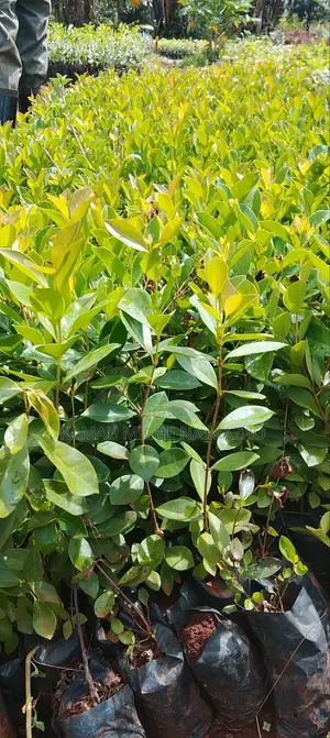 Dwarf Pawpaw Seedlings