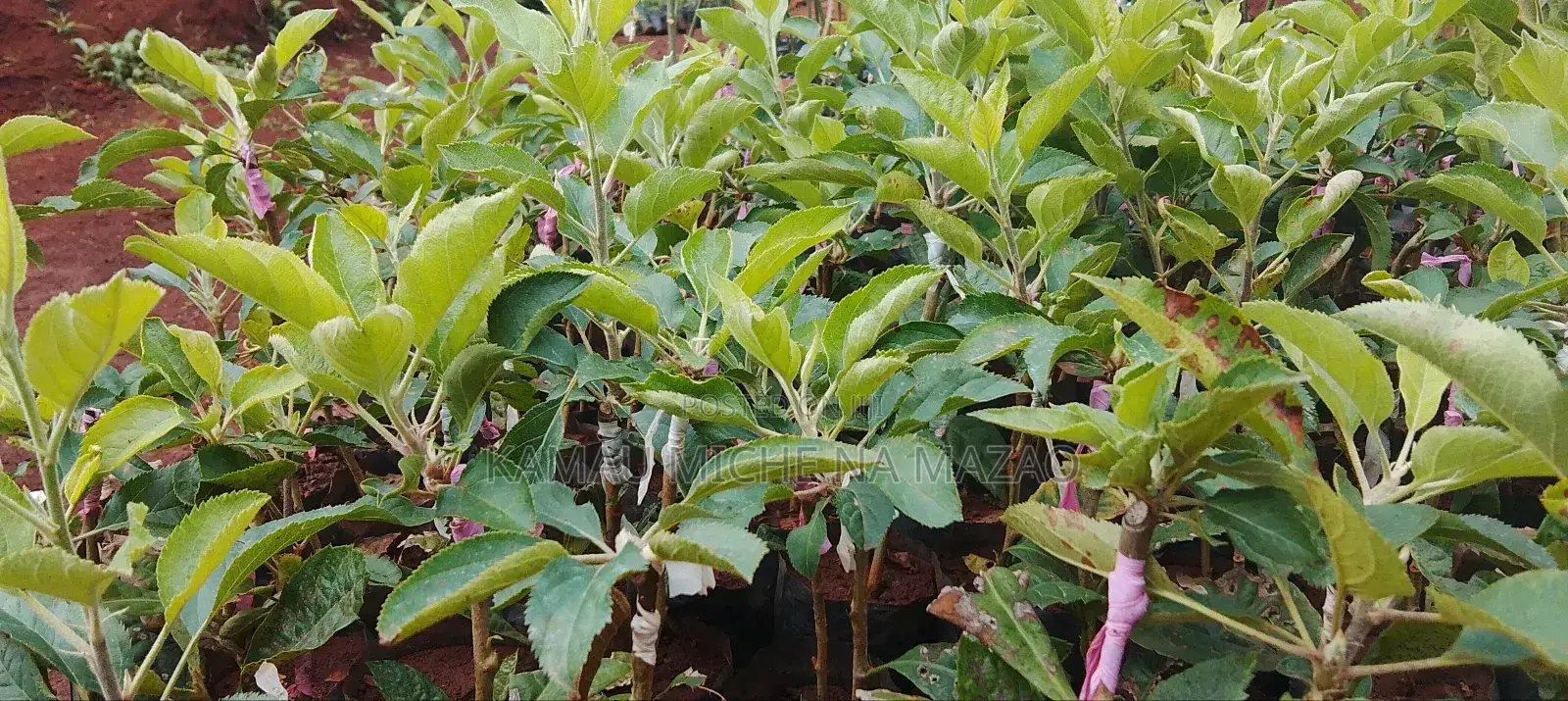 Grafted Apple Seedlings