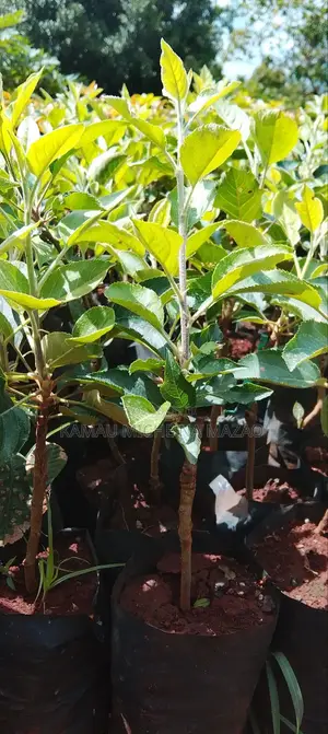 Grafted Apple Seedlings