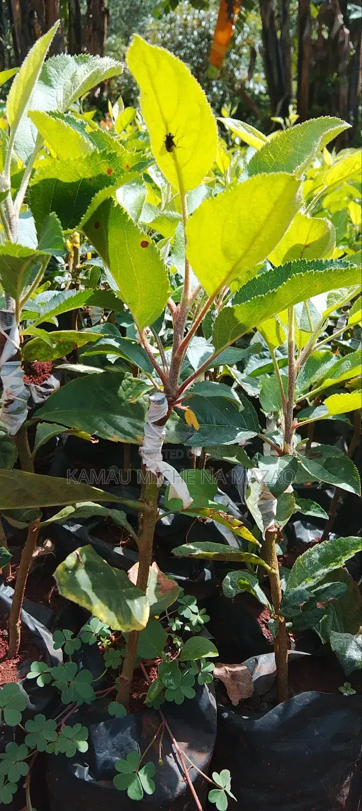 Grafted Apple Seedlings