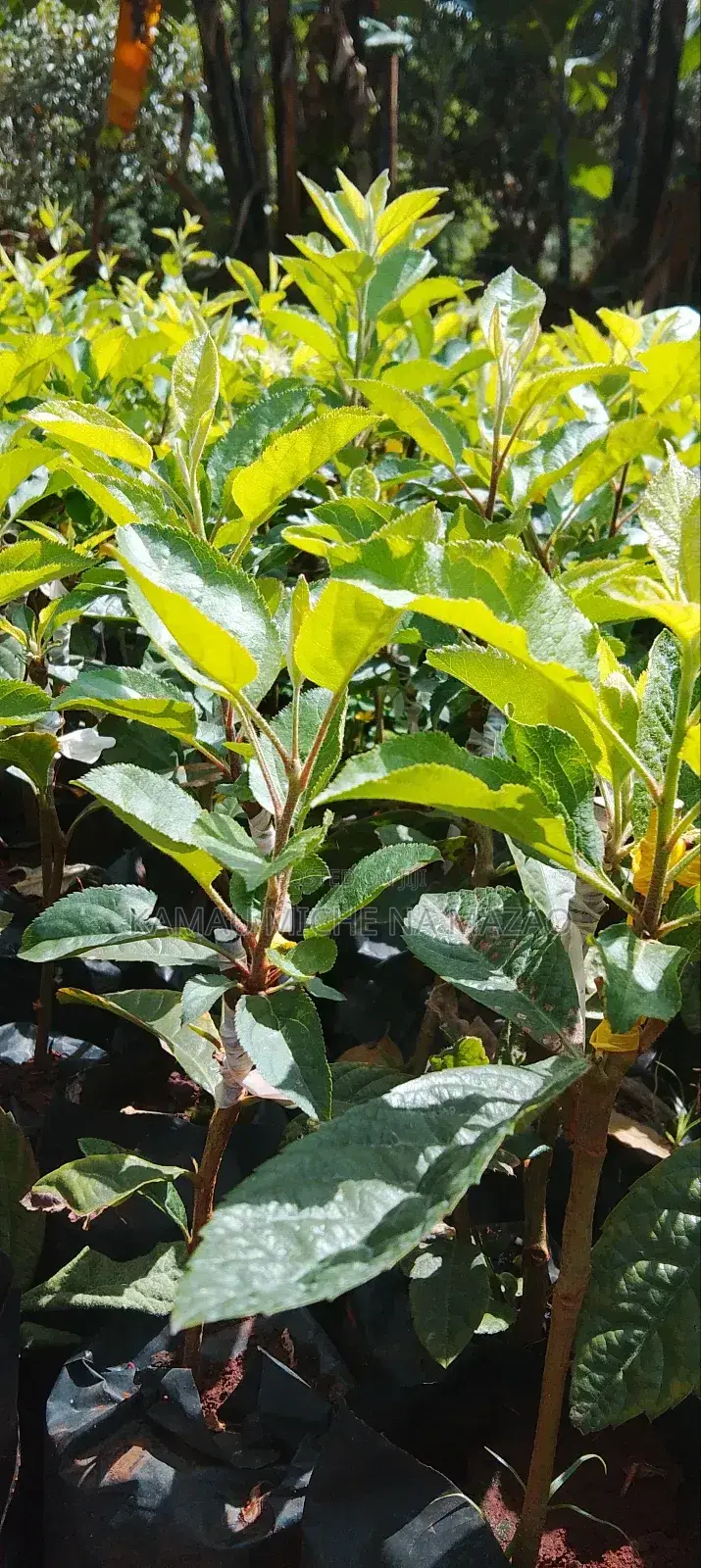 Grafted Apple Seedlings