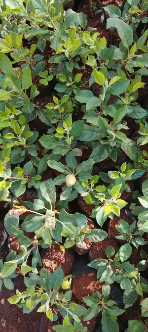Grafted Apple Seedlings