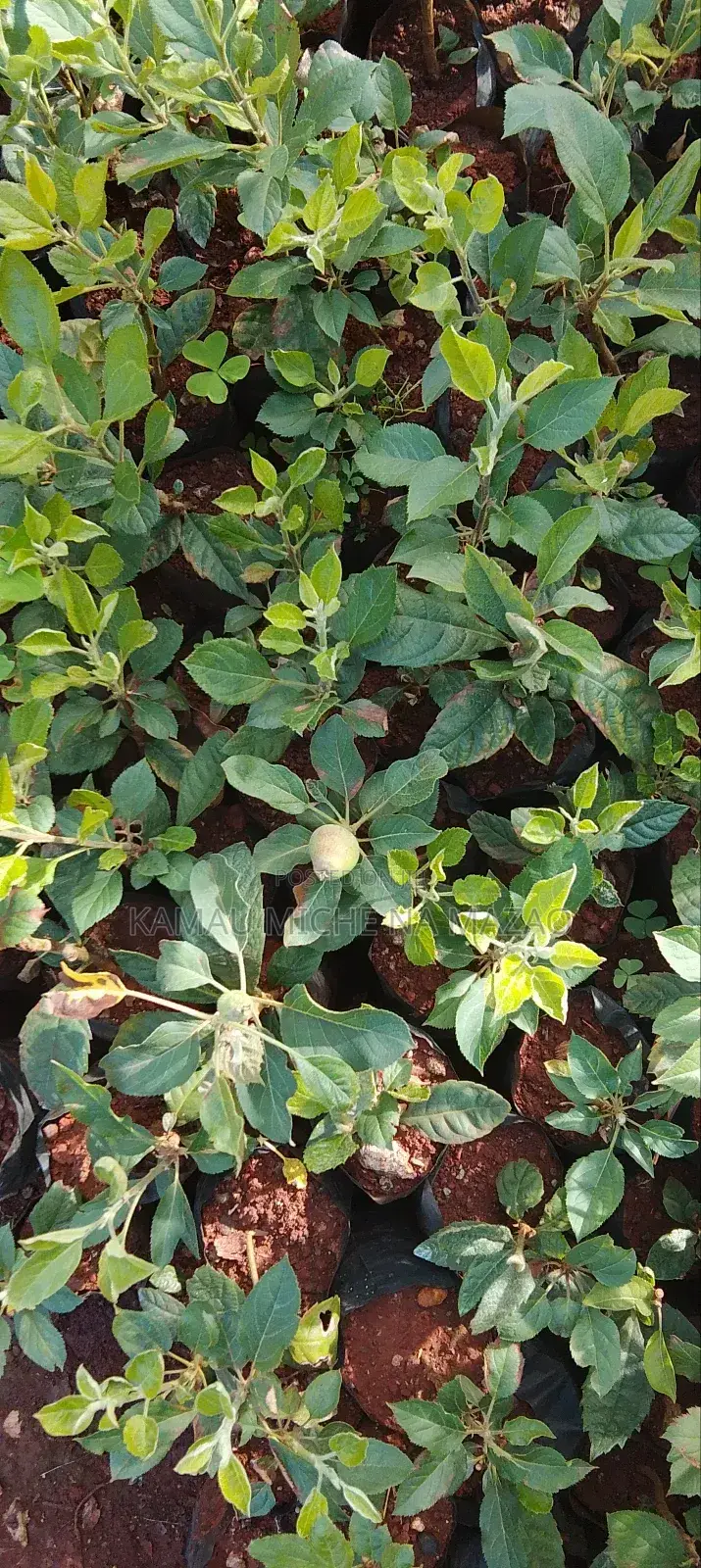 Grafted Apple Seedlings