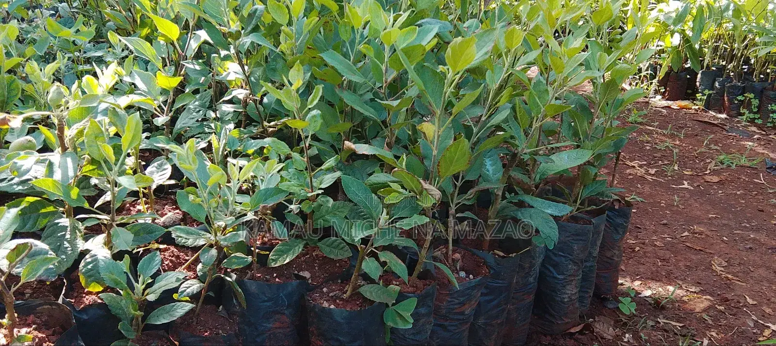 Grafted Apple Seedlings