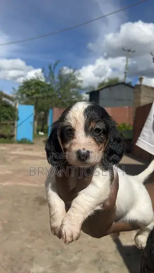 1-3 months Female Purebred Dachshund