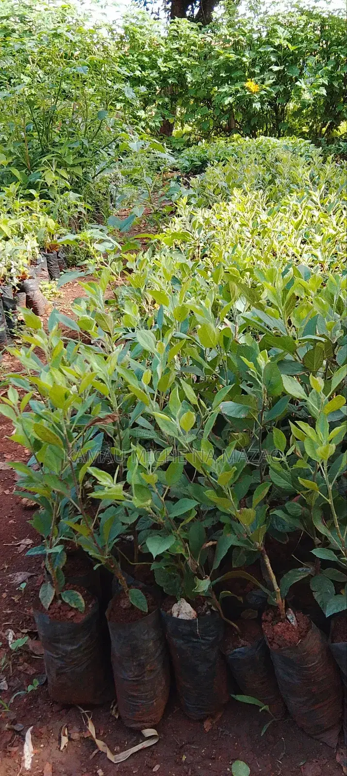 Grafted Apple Seedlings