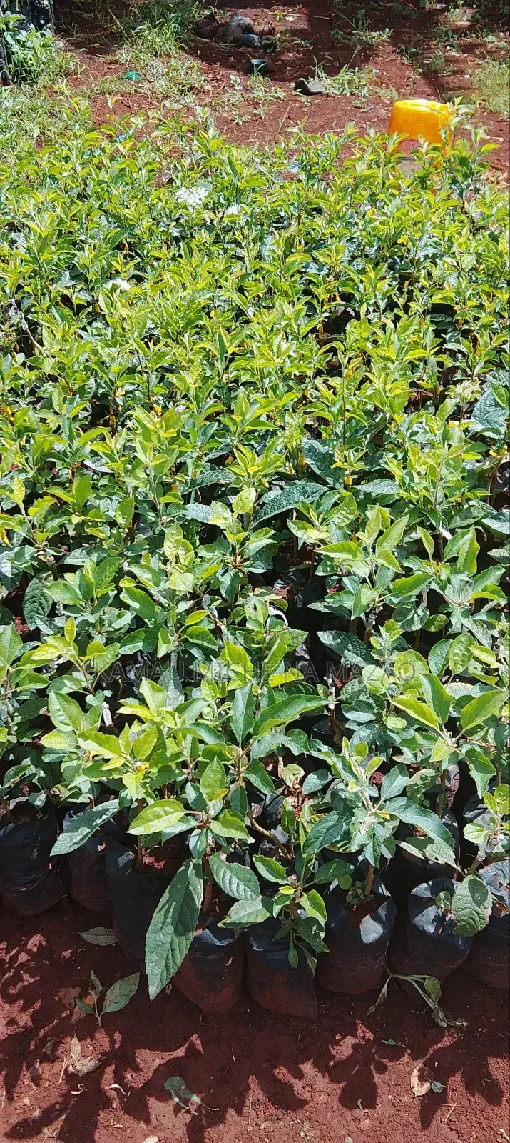 Grafted Apple Seedlings