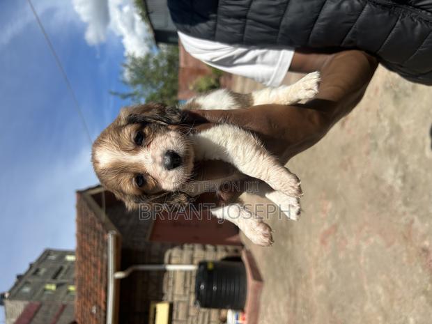 1-3 months Female Purebred Dachshund - thumbnail 15