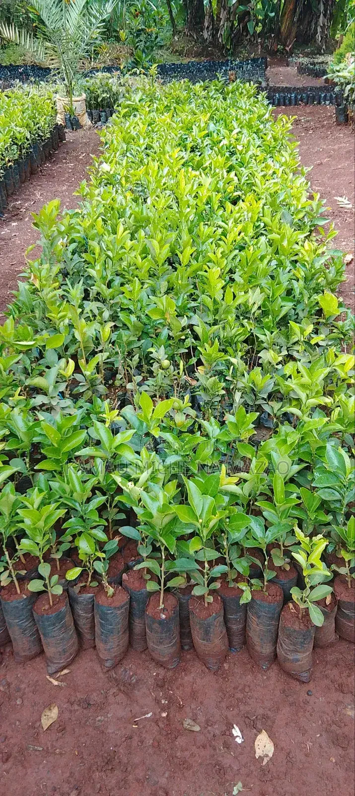 Grafted Pixie Orange Seedlings