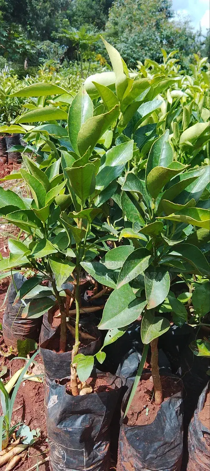 Grafted Pixie Orange Seedlings