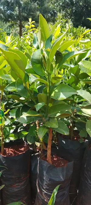 Grafted Pixie Orange Seedlings
