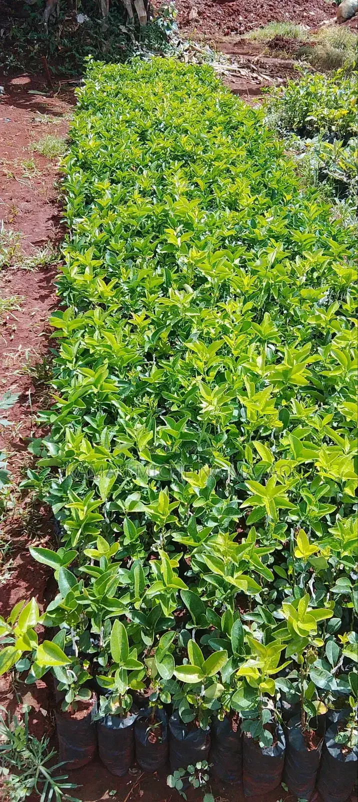 Grafted Pixie Orange Seedlings