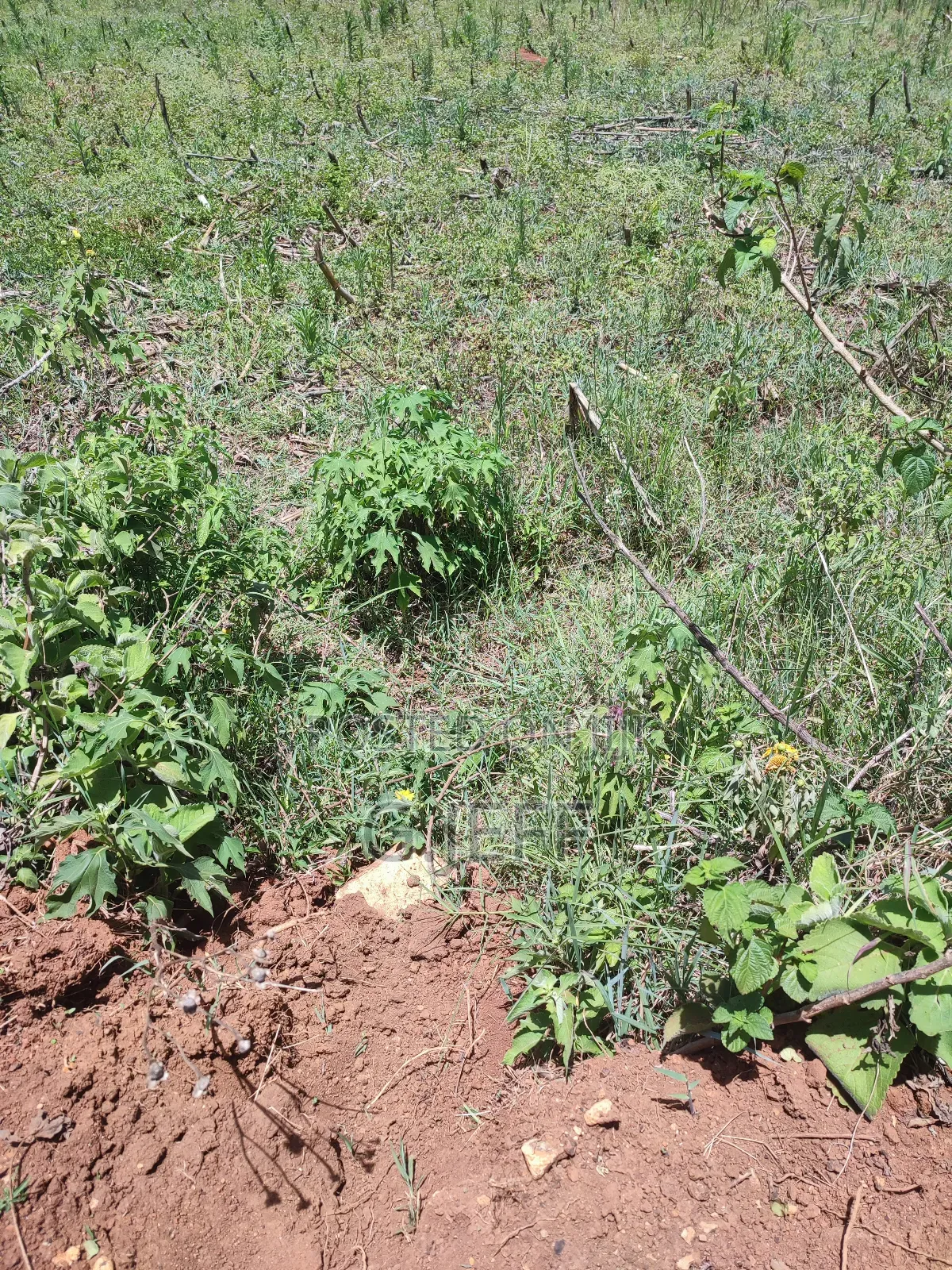 50*100 Plot at Teldet- Maili Nne, Eldoret.