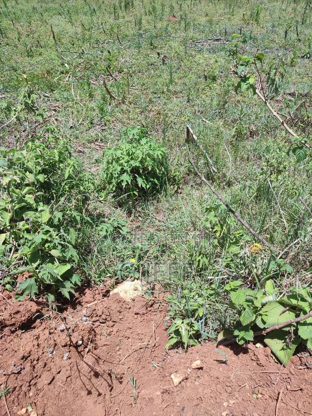 50*100 Plot at Teldet- Maili Nne, Eldoret. - thumbnail 3
