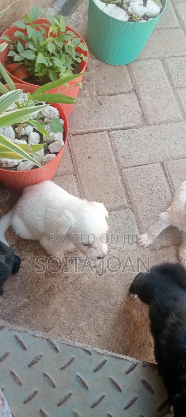 1-3 months Male Mixed Breed Maltese - thumbnail 3