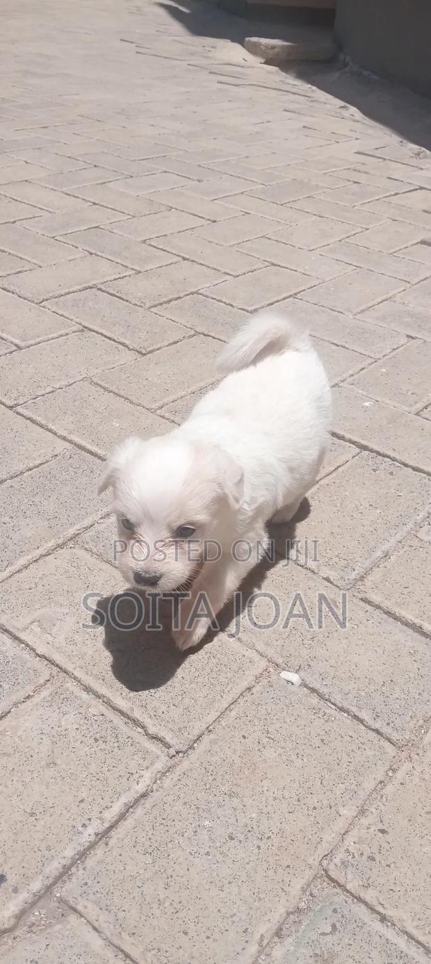 1-3 months Male Mixed Breed Maltese - thumbnail 7