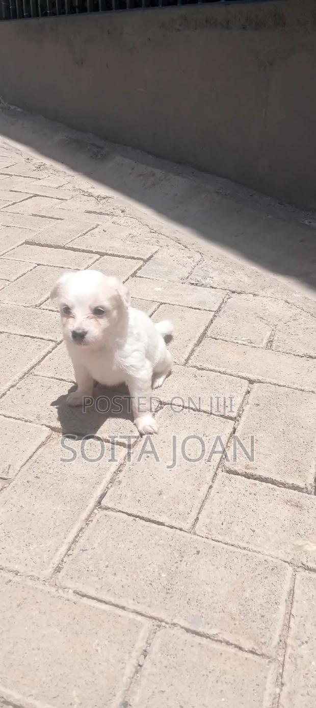 1-3 months Male Mixed Breed Maltese - main view