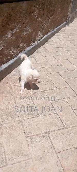 1-3 months Male Purebred Maltese - thumbnail 2