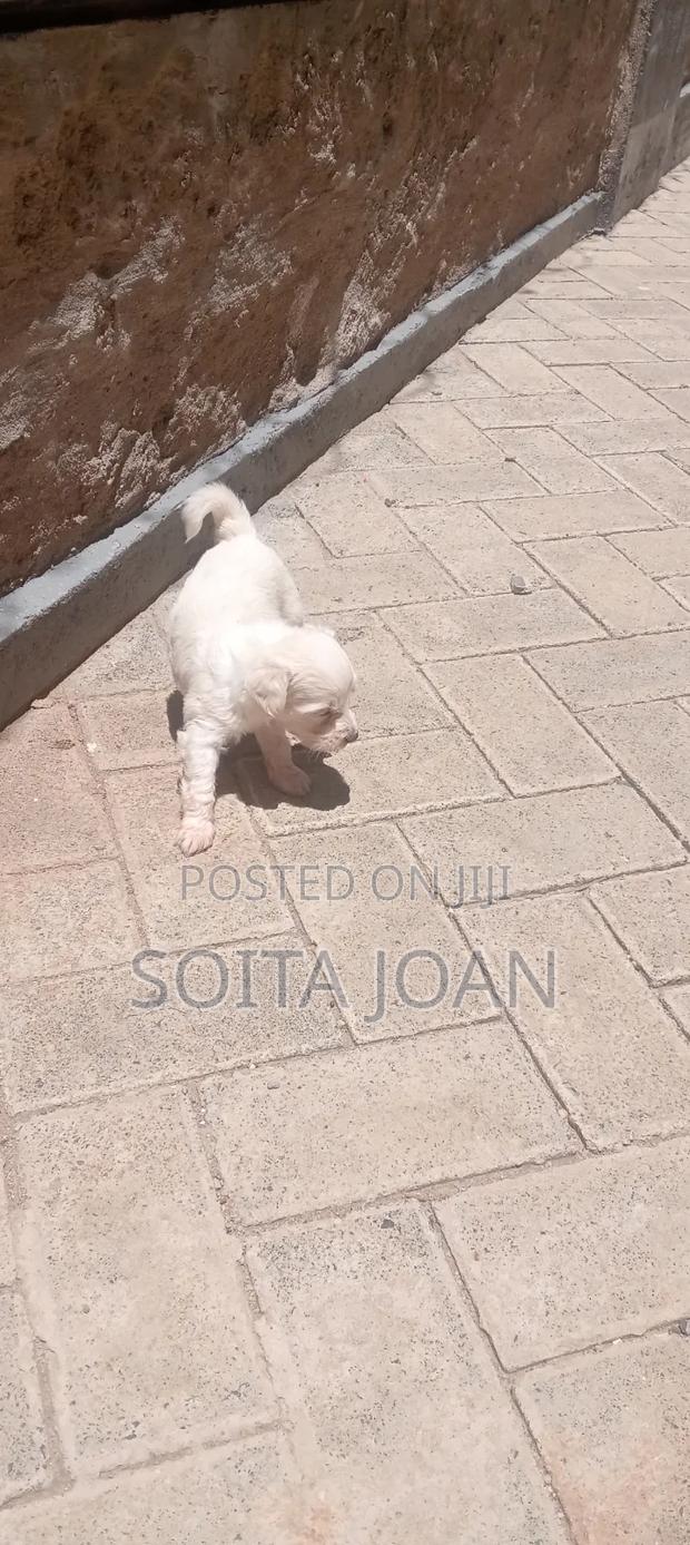 1-3 months Male Purebred Maltese - main view