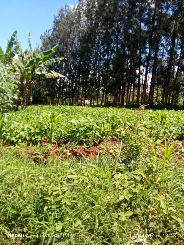 Makuyu Marema - thumbnail 9