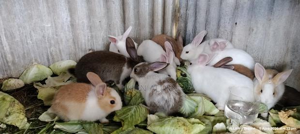 Rabbits for Sale - main view
