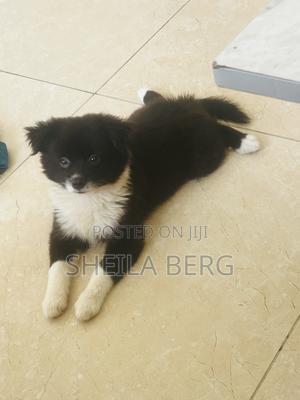 3-6 months Female Purebred Japanese Spitz - thumbnail 2