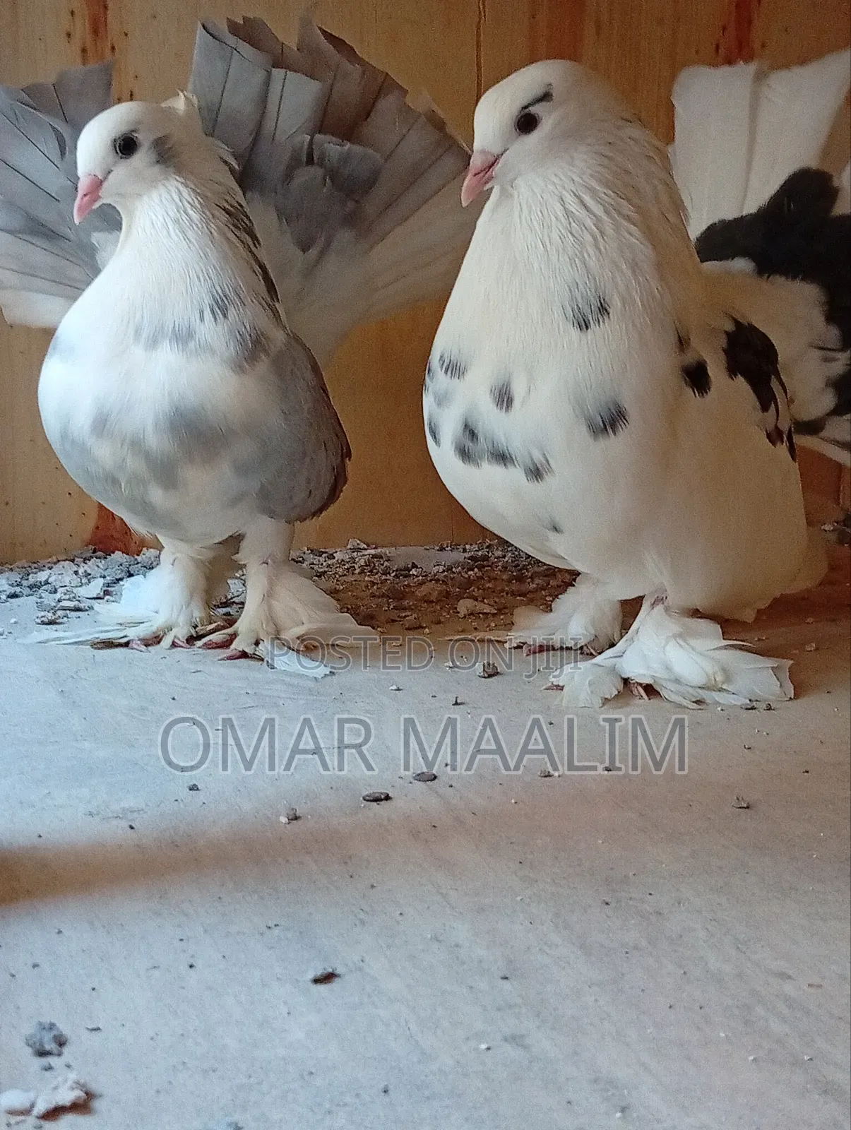 Paired Funtail Pigeon