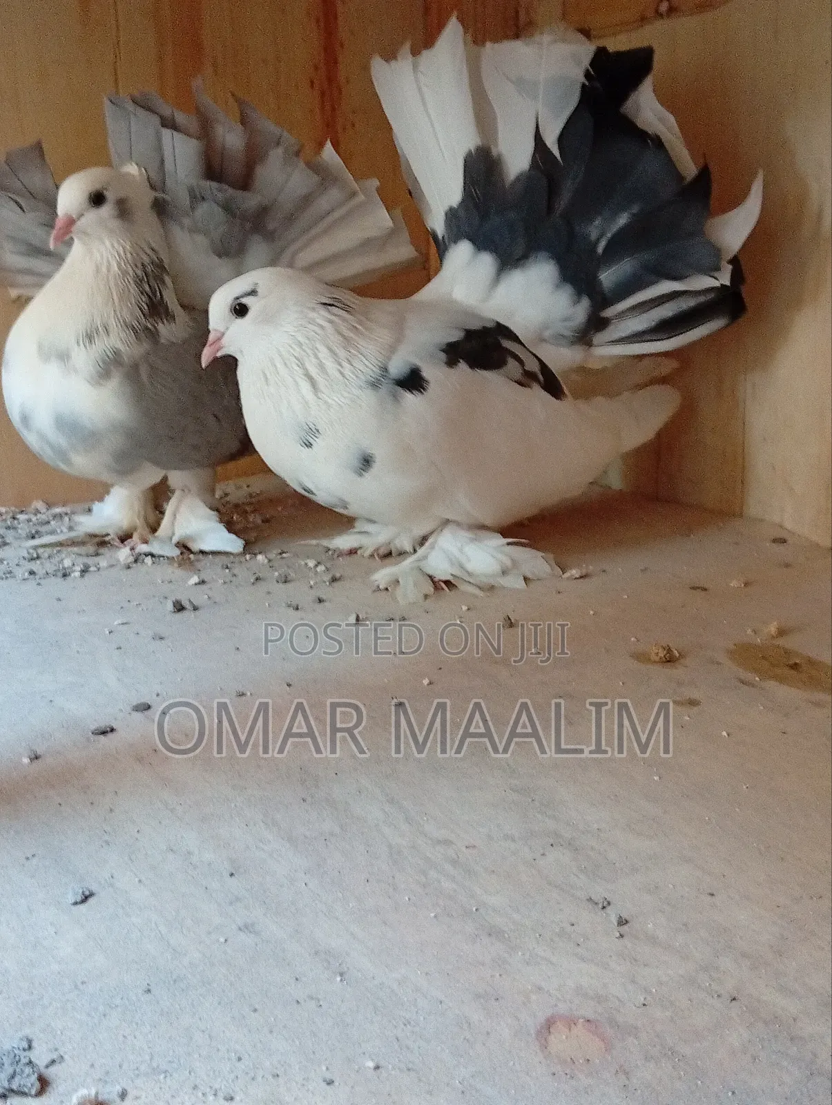 Paired Funtail Pigeon