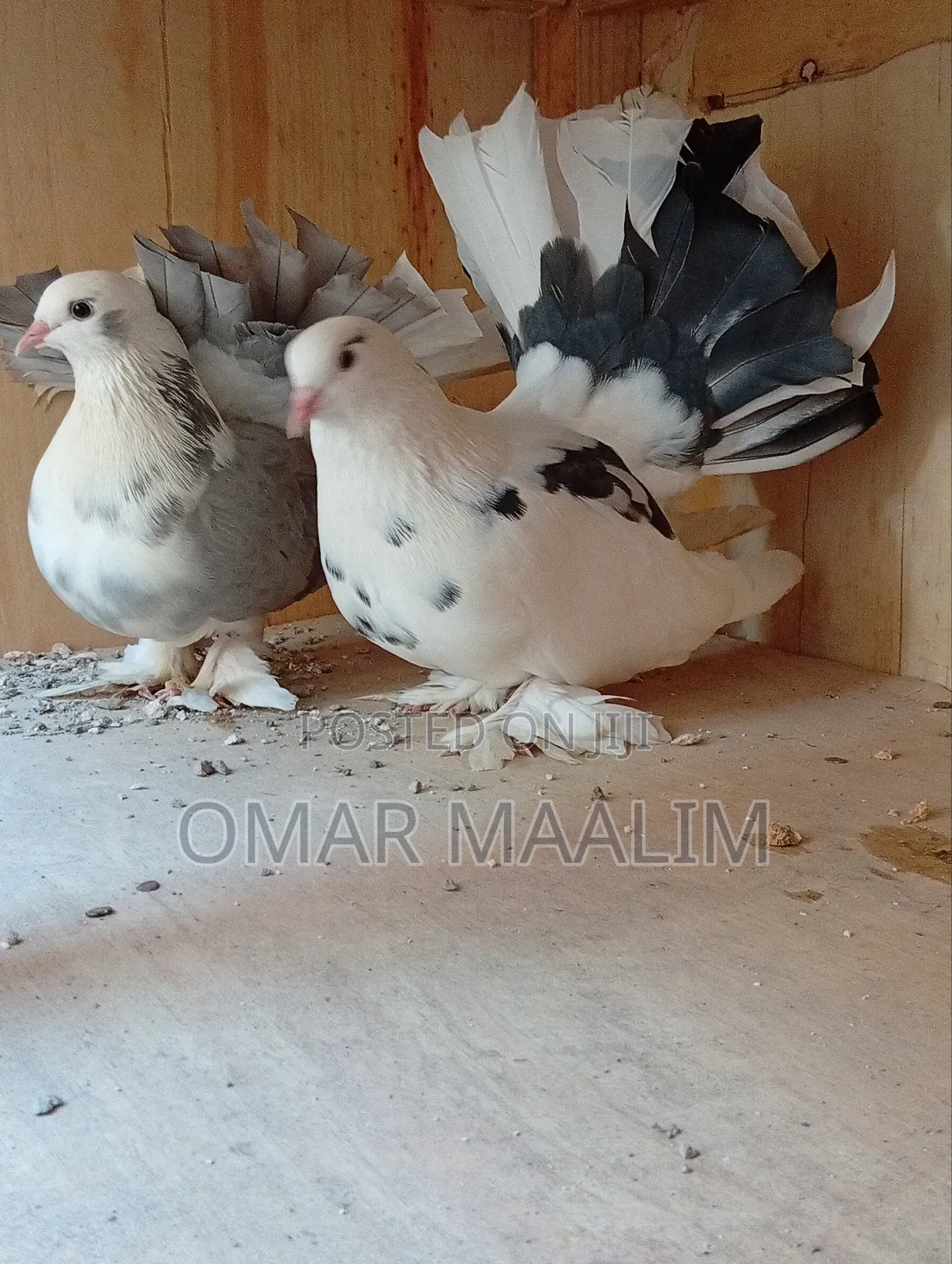 Paired Funtail Pigeon