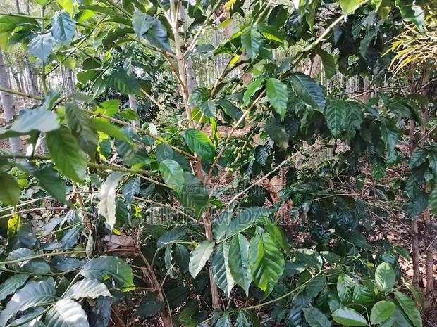 2 Half Acres Ruiri