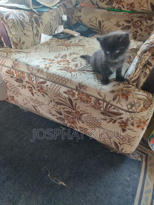 1-3 months Male Mixed Breed Cat