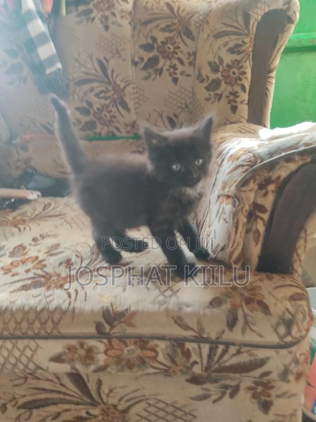 1-3 months Male Mixed Breed Cat - thumbnail 2