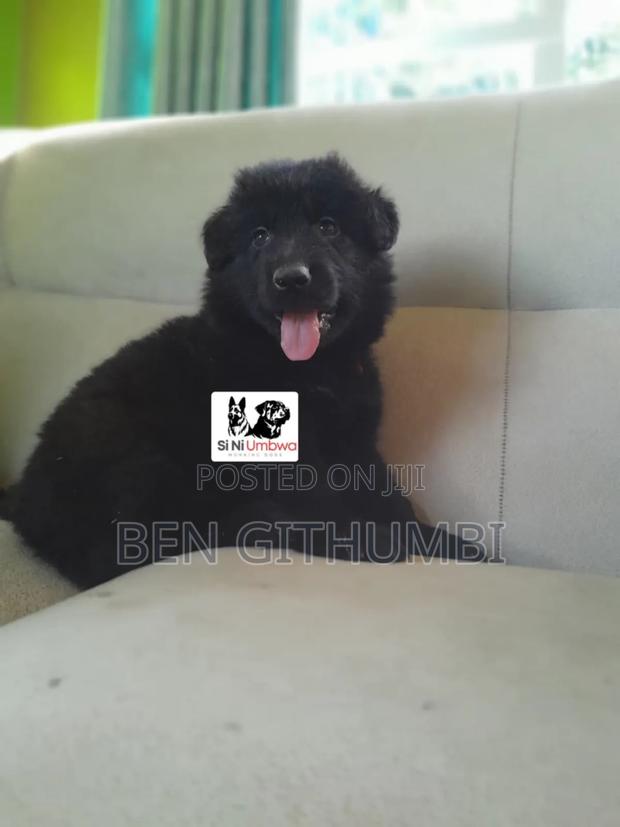 1-3 months Male Purebred German Shepherd